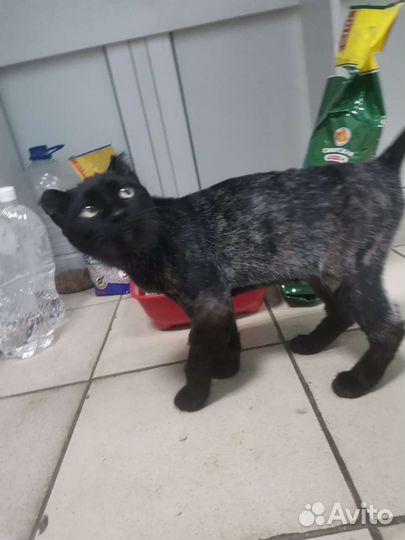 Кошки в добрые руки