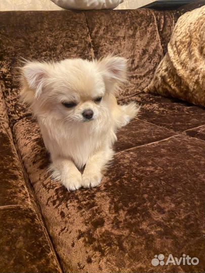 Кобель чихуахуа для вязки