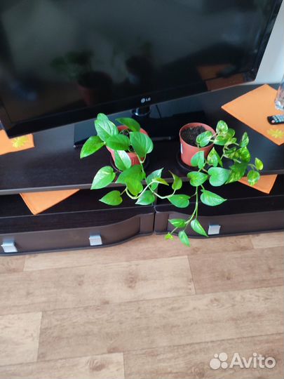 Сциндапсус лиана