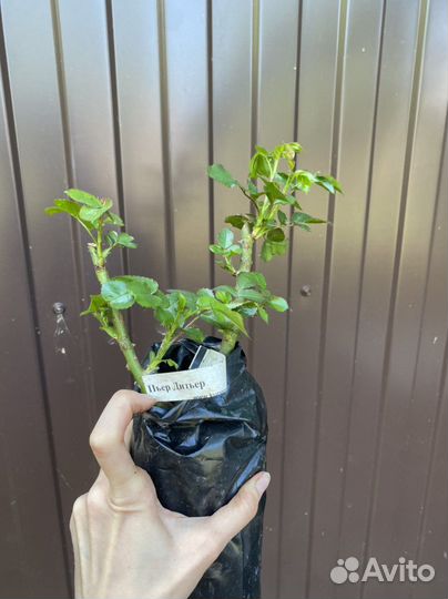 Саженцы роз зкс