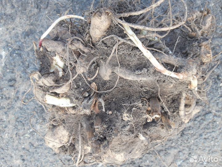 Клубень фиолетового георгина