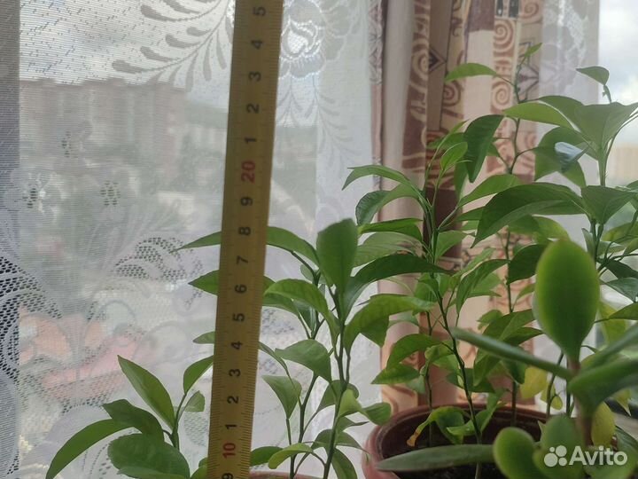 Лимоны, мандарины, апельсины