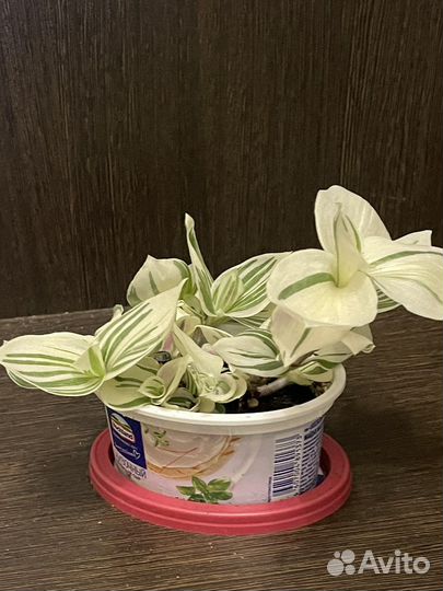 Традесканция