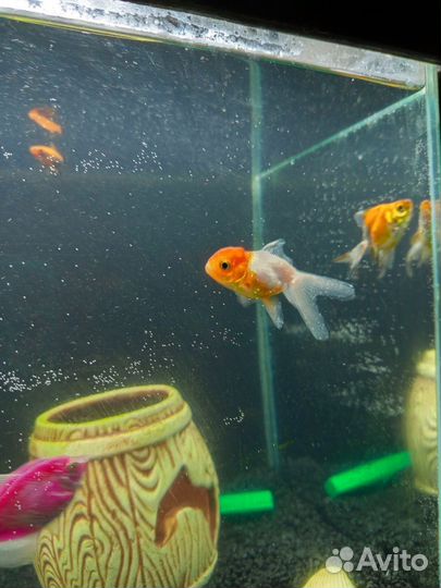 Золотые рыбки