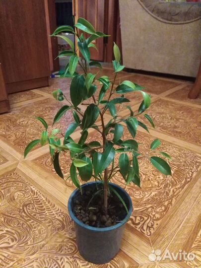 Фикус бенджамина