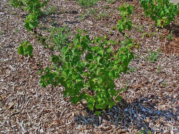 Смородина чёрная, красная