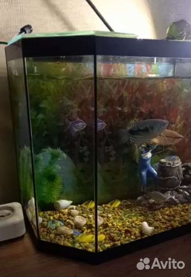 Аквариум