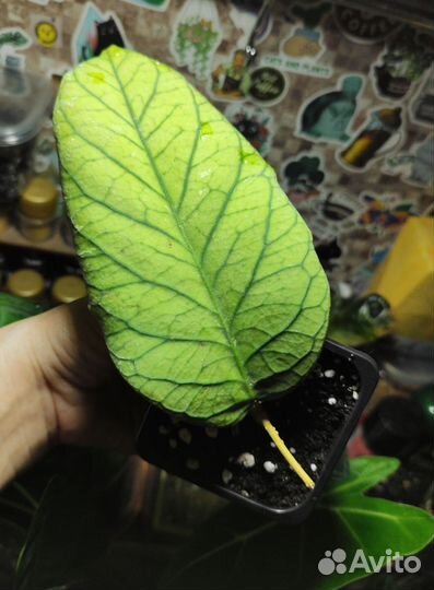 Хойя Мередичи