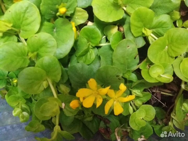 Вербейник монетчатый