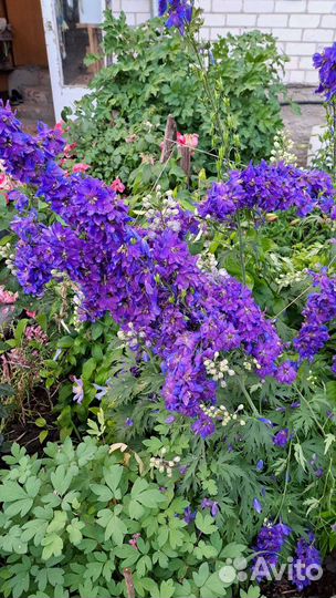 Дельфиниум многолетний