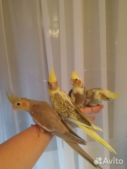 Ручные малыши кореллы