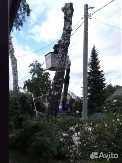 Спил деревьев