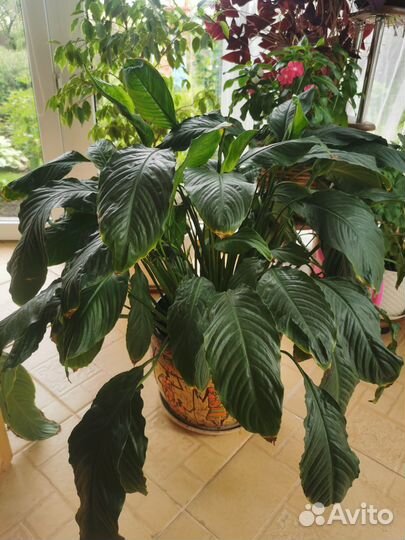 Спатифилиум сенсация