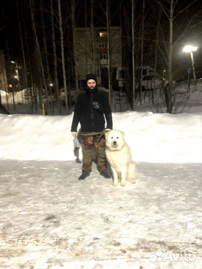 Маремма абруцкая овчарка, бесплатно