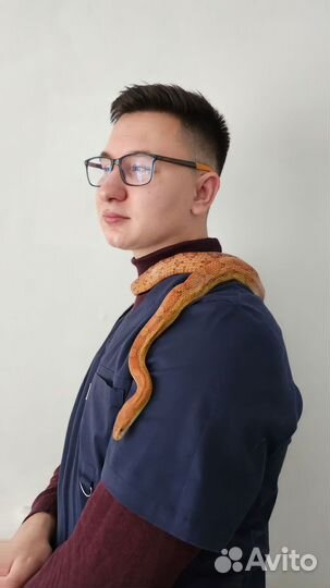 Ветеринарный врач