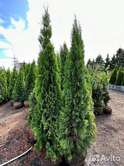 Туя смарагд 160-180 см