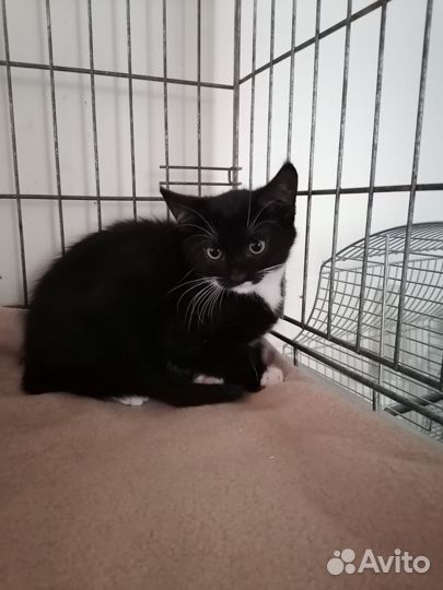 Котята ищут дом