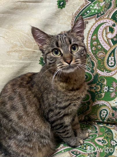 Котенок -девочка