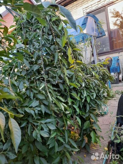 Черешня плакучая