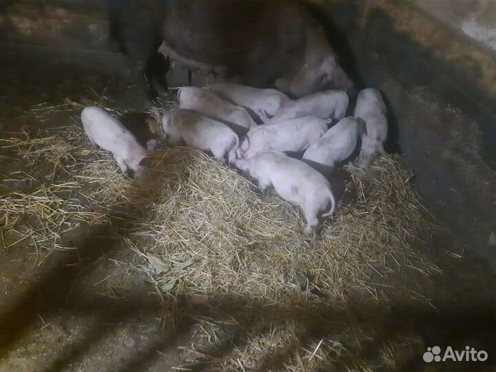 Поросята породы см 1