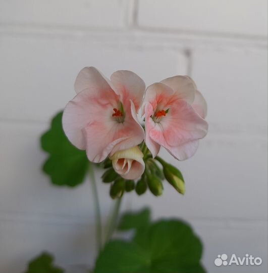 Пеларгония герань