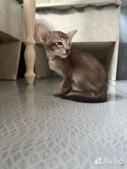 Ориентальные котята