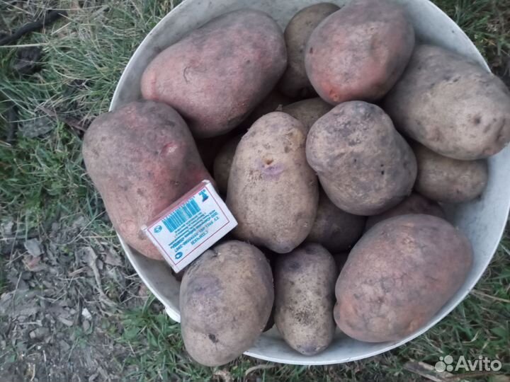 Продам картофель урожай 2023