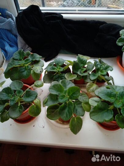 Фиалка в горшках