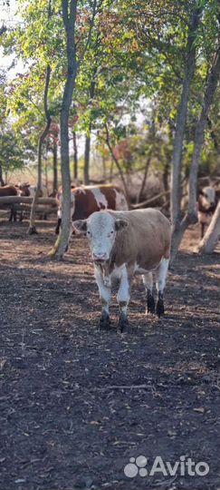 Бычки на откорм