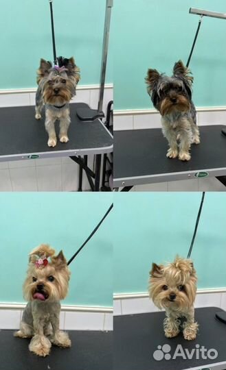 Груминг кошек и собак. Уз чистка зубов