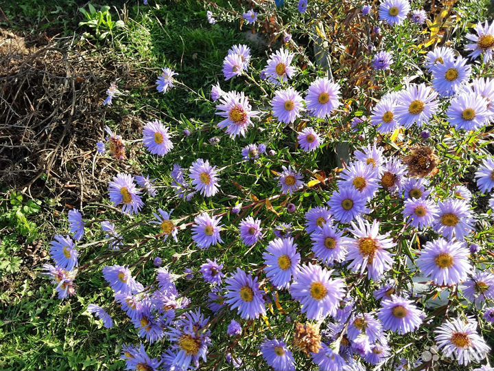 Астра многолетняя