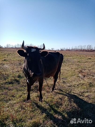 Корова дойная