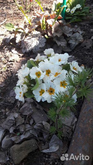 Растения, цветы для сада