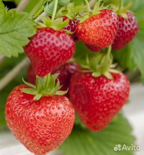 Ремонтантная клубника Кокетка