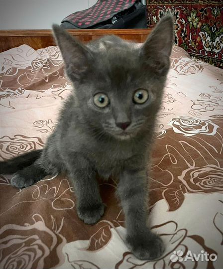 Кошка-мама и её малыши