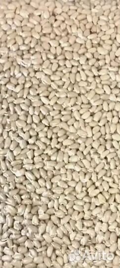 Ядро кедрового ореха отправка по россии ТК