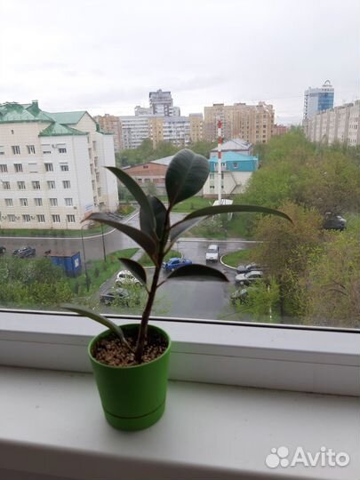 Фикус мелани