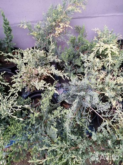 Вечнозеленые кустарники, хвойные растения, цветы