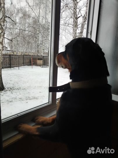 Вязка ротвейлера