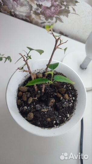 Фикус бенджамина