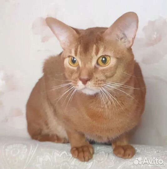 Кот Абиссинский Соррель вязка
