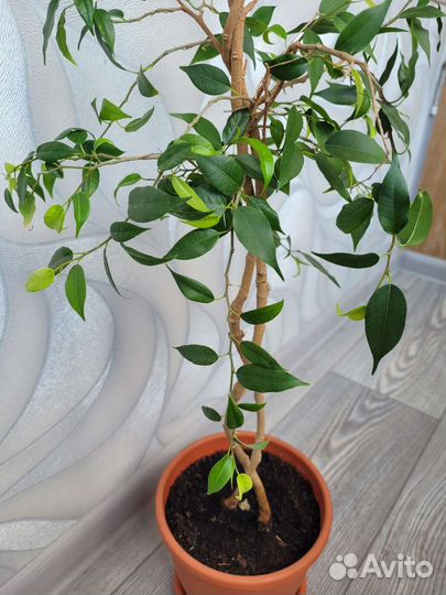 Фикус бенджамина