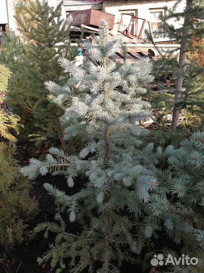 Ёлочки разного размера