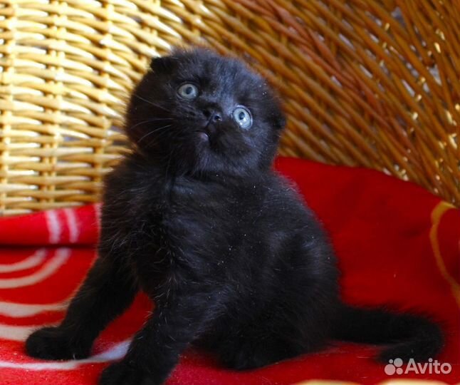 Шотландский котик