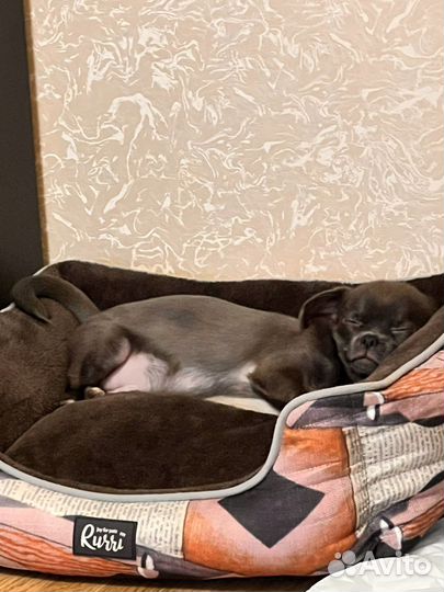 Вязка кобель чихуахуа