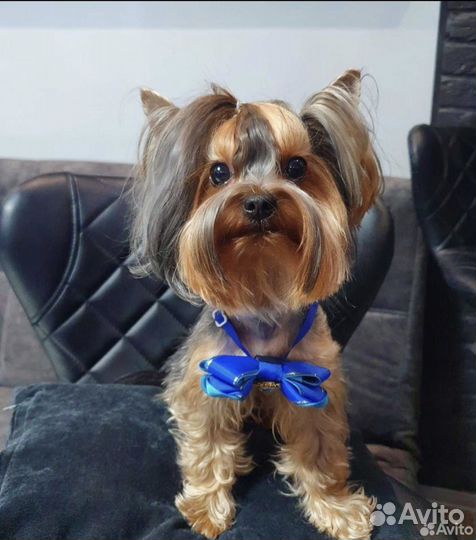 Йоркширский терьер щенки