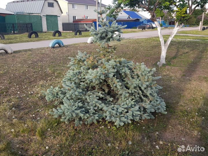 Ель голубая