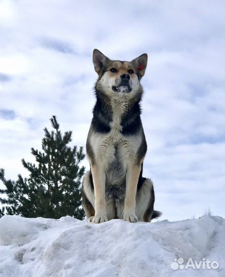 Собака в добрые руки