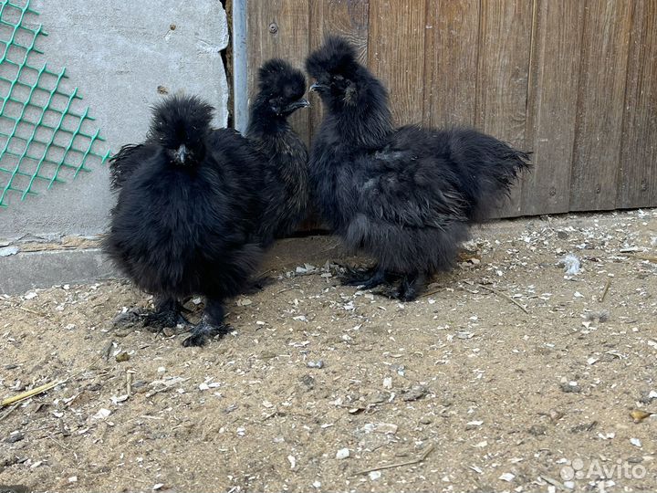 Китайские шелковые