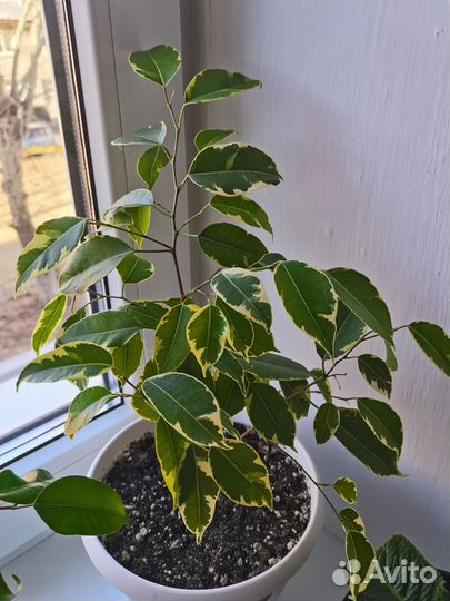 Фикус бенджамина